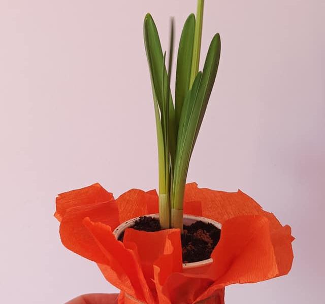 Sadzimy-i-siejemy-oczekujc-nadejcia-wiosny-4
